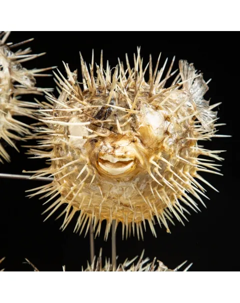 Corallo e Pesci Palla sotto Campana di Vetro