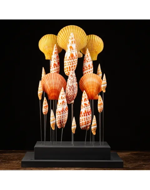 Conchiglie sotto Teca di Vetro