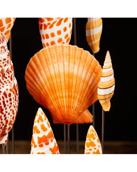 Conchiglie sotto Teca di Vetro