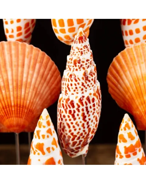 Conchiglie sotto Teca di Vetro