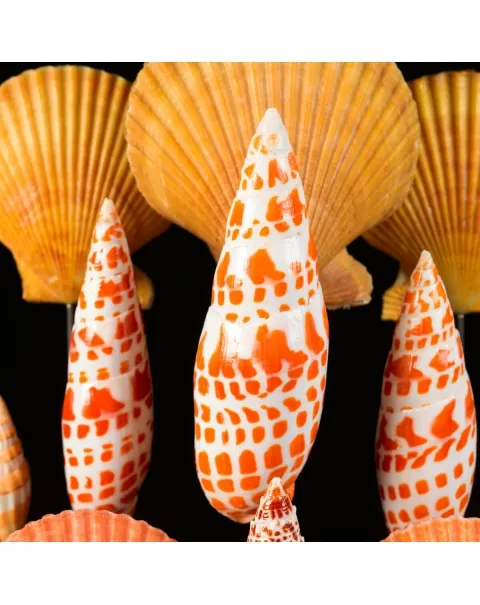Conchiglie sotto Teca di Vetro