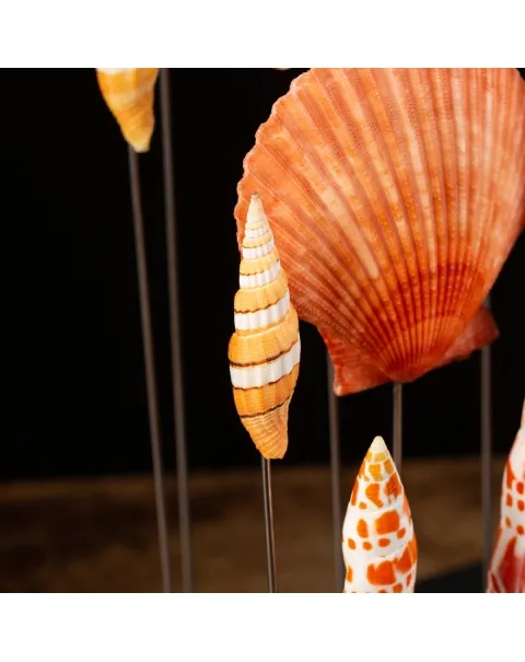 Conchiglie sotto Teca di Vetro