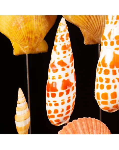 Conchiglie sotto Teca di Vetro