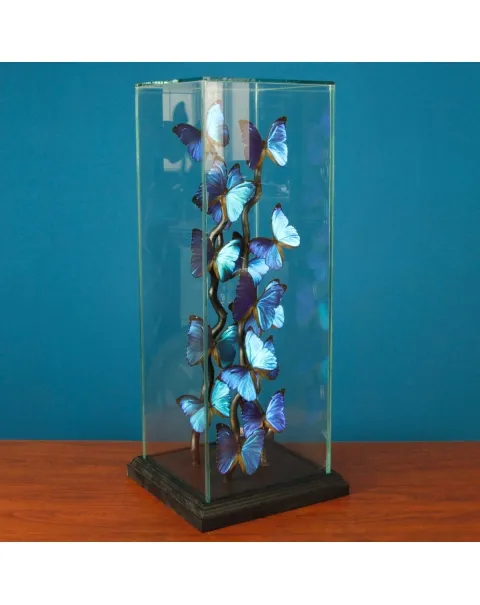Morfo Blu Farfalle sotto Teca di Vetro