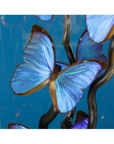 Morfo Blu Farfalle sotto Teca di Vetro