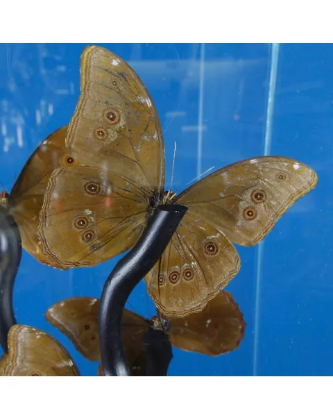 Morfo Blu Farfalle sotto Teca di Vetro