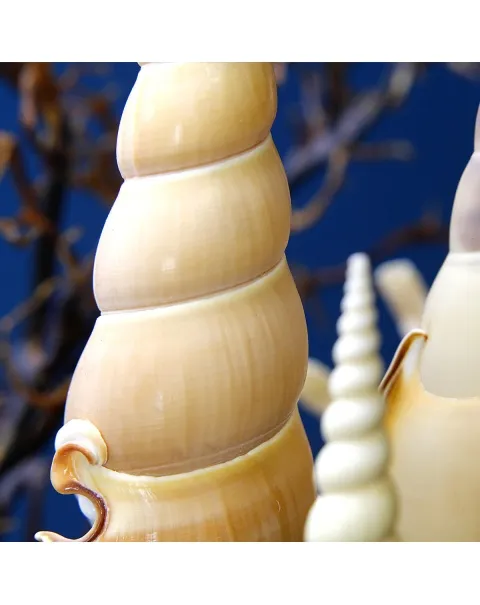 Ricci di Mare sotto Teca di Vetro