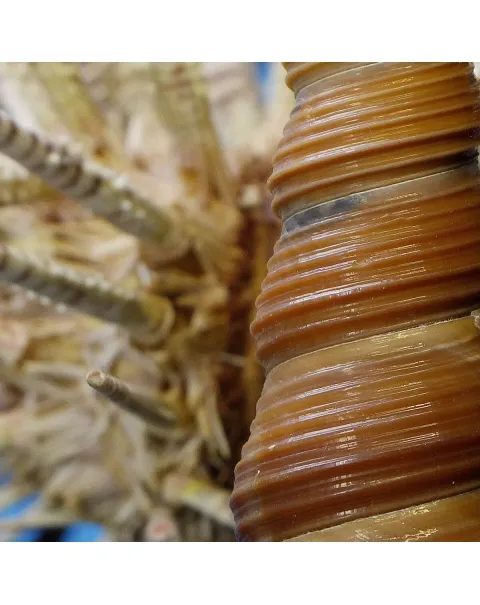 Ricci di Mare sotto Teca di Vetro
