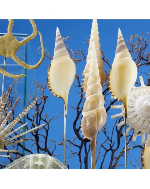 Ricci di Mare sotto Teca di Vetro
