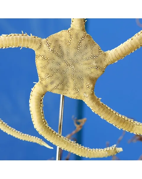 Ricci di Mare sotto Teca di Vetro