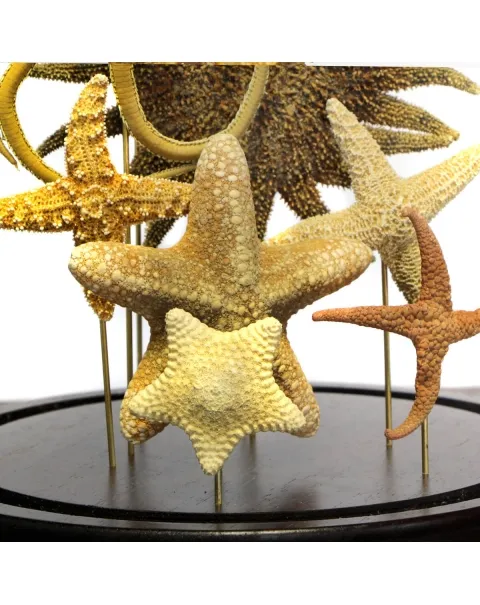 Stelle Marine sotto Campana di Vetro