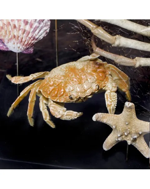 Fauna Marina sotto Teca di Vetro