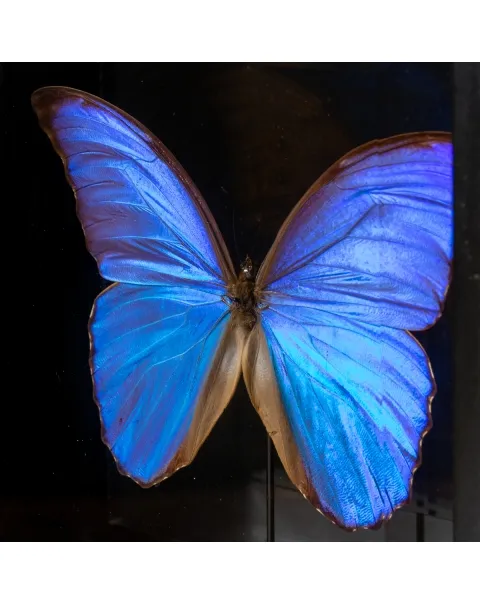 Morfo Blu Farfalla sotto Teca di Vetro