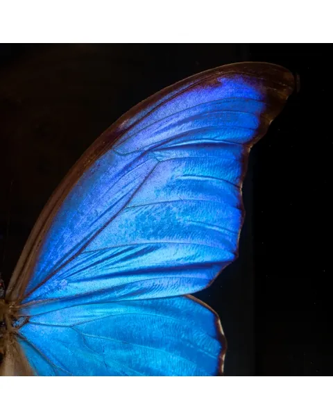 Morfo Blu Farfalla sotto Teca di Vetro