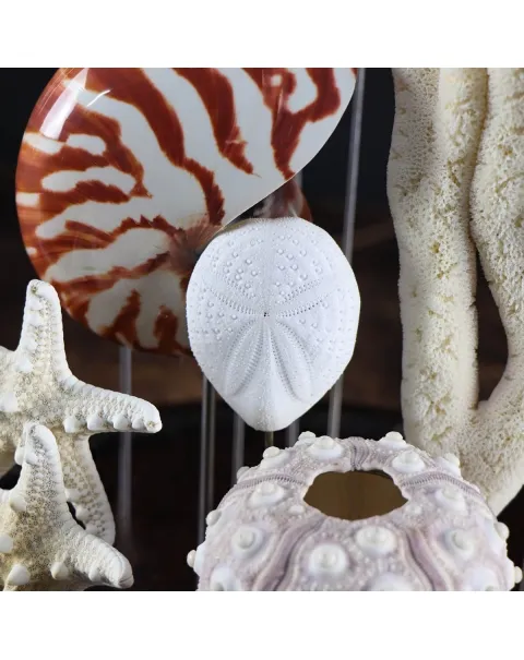 Conchiglie e Stelle Marine sotto Campana di Vetro