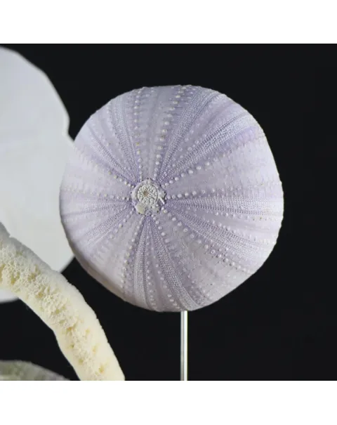 Conchiglie e Stelle Marine sotto Campana di Vetro