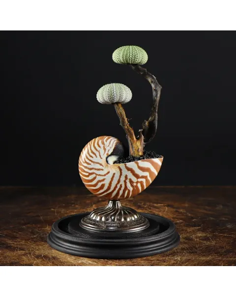 Nautilus e Ricci di mare sotto Campana di Vetro