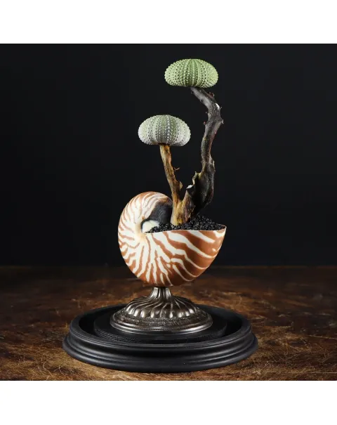 Nautilus e Ricci di mare sotto Campana di Vetro