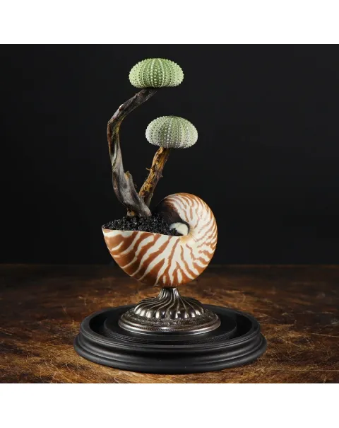 Nautilus e Ricci di mare sotto Campana di Vetro