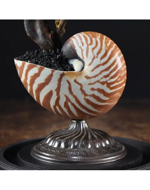 Nautilus e Ricci di mare sotto Campana di Vetro