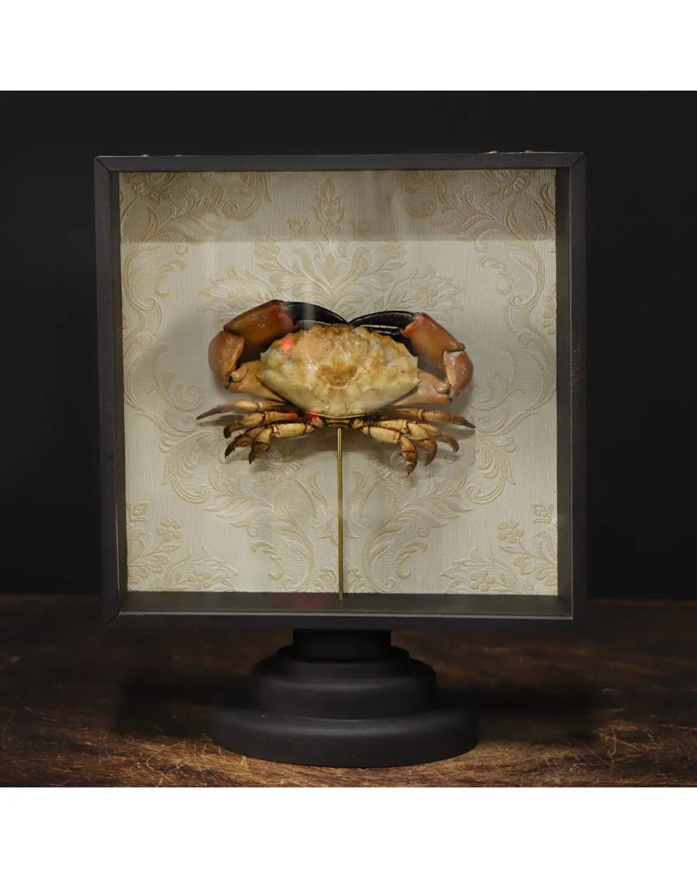 Lophopanopeus bellus