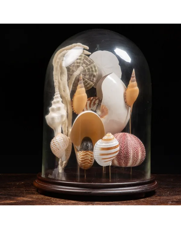 Nautilus e conchiglie da collezione sotto Campana ...