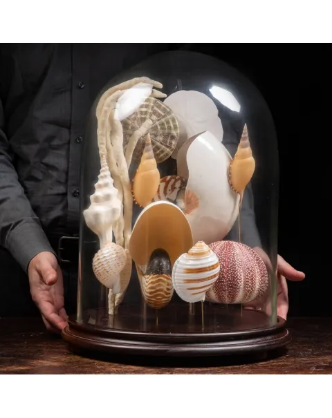 Nautilus e conchiglie da collezione sotto Campana di Vetro