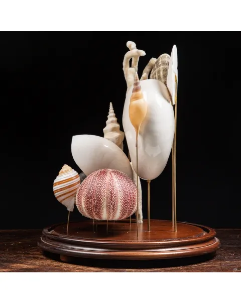 Nautilus e conchiglie da collezione sotto Campana di Vetro