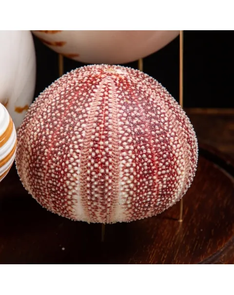 Nautilus e conchiglie da collezione sotto Campana di Vetro