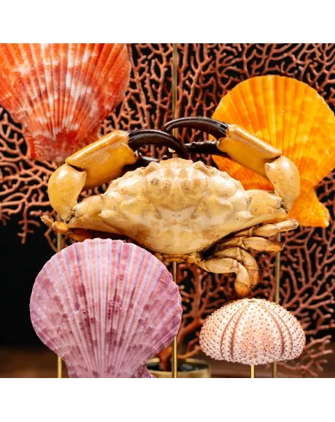 Fauna Marina Sotto Campana Di Vetro