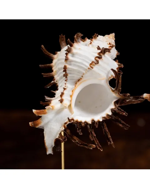 Conchiglie Hexaplex Cichoreum sotto Campana di Vetro