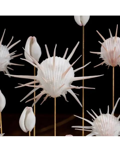 Conchiglie Spondylus Imperialis e Calpurnus Verrucosus sotto Campana di Vetro