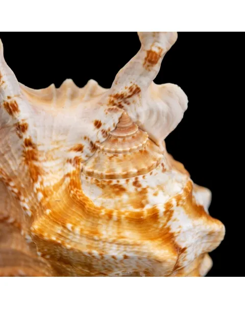 Conchiglie Lambis Scorpius sotto Campana di Vetro