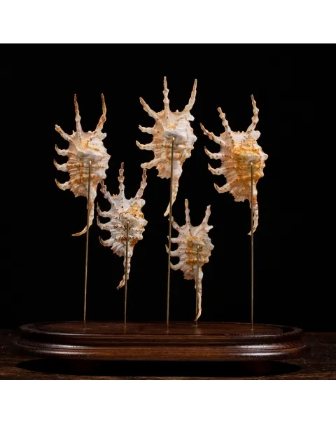 Conchiglie Lambis Scorpius sotto Campana di Vetro