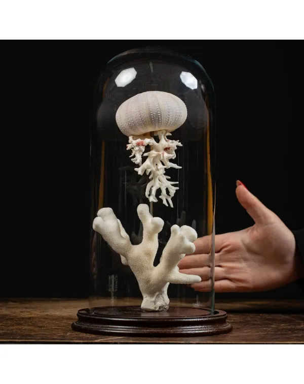 Medusa artistica sotto Campana di Vetro