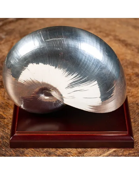 Nautilus Pompilius Argentato