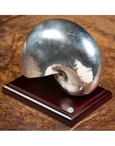Nautilus Pompilius Argentato