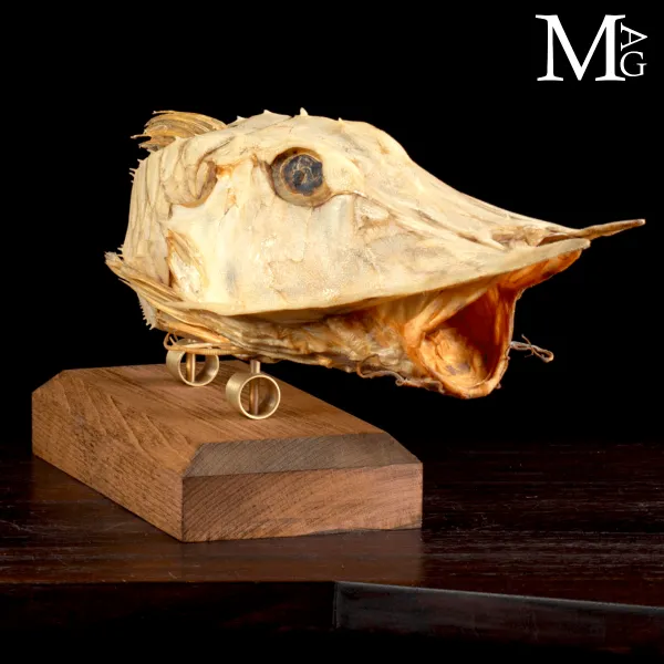Mostro Marino Corazzato dei Mari d’Oriente: Satyrichthys Welchi