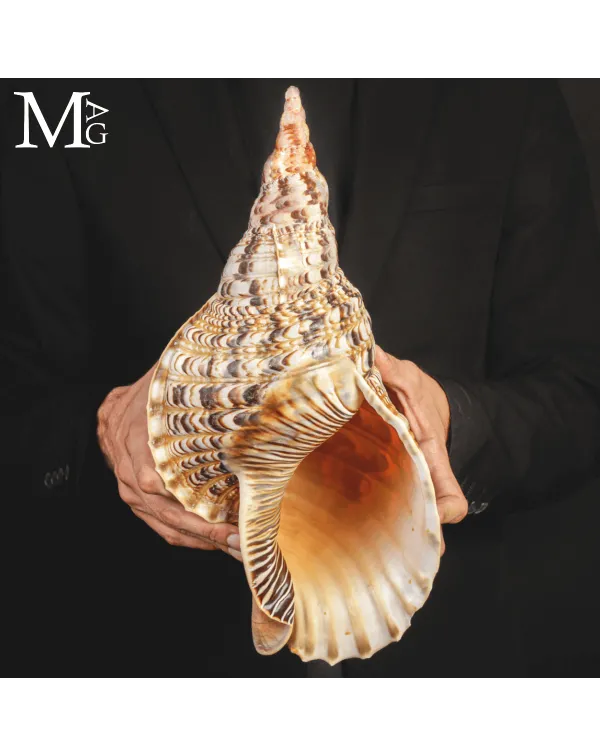 Charonia Tritonis di dimensioni eccezionali – Mada...