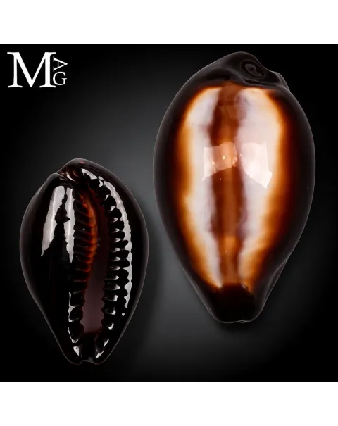 Erronea Onyx – Cypraeidae