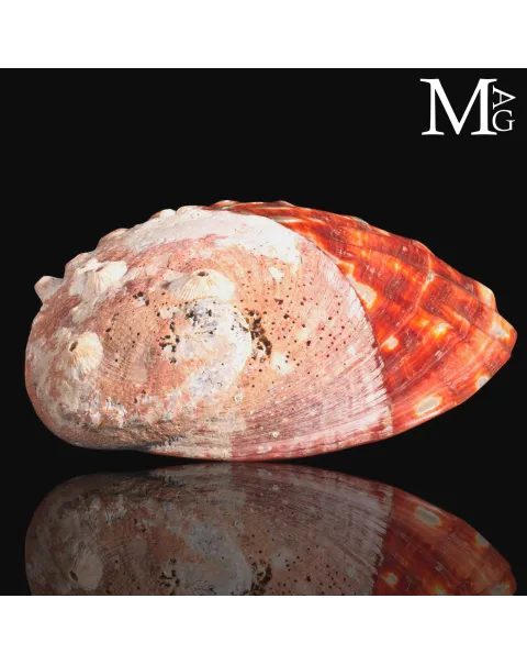 Haliotis Rufescens – Abalone Rosso Levigato a Metà
