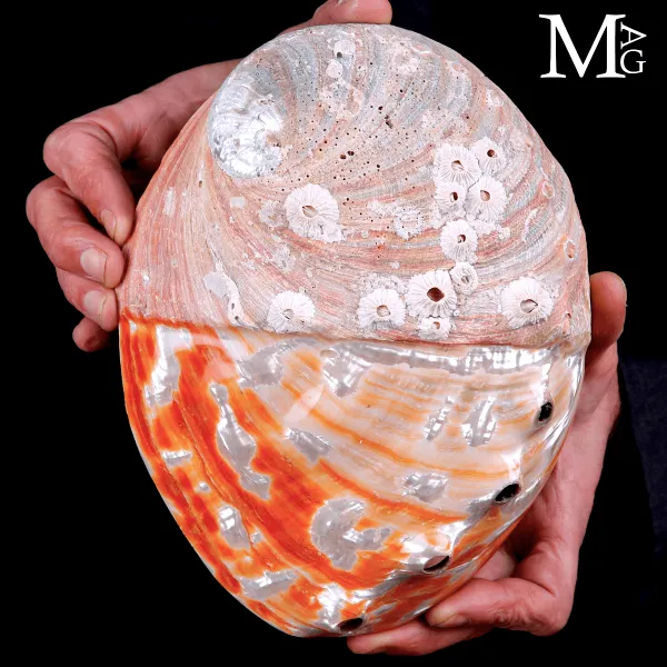 Haliotis Rufescens - Abalone Rosso della Baja California