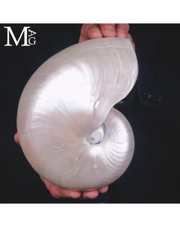 Nautilus pompilius – Una vita verticale tra luce...