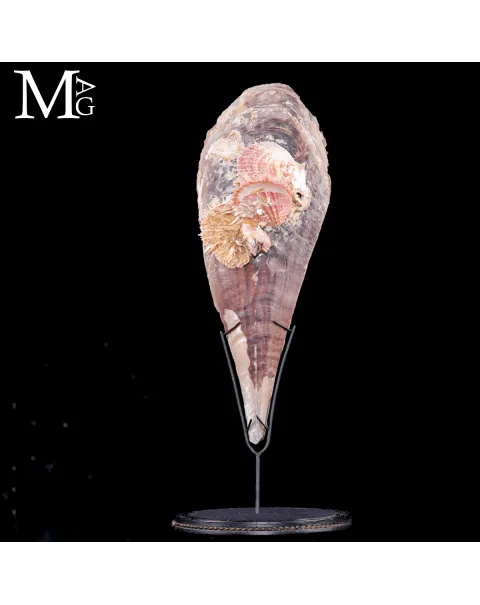 Grande Pinna Bicolor con Spondylus sotto Campana di Vetro