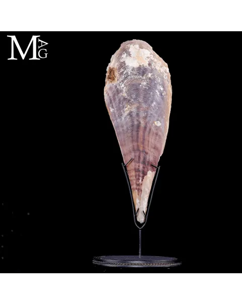 Grande Pinna Bicolor con Spondylus sotto Campana di Vetro