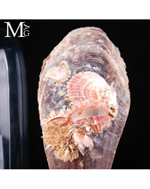 Grande Pinna Bicolor con Spondylus sotto Campana di Vetro