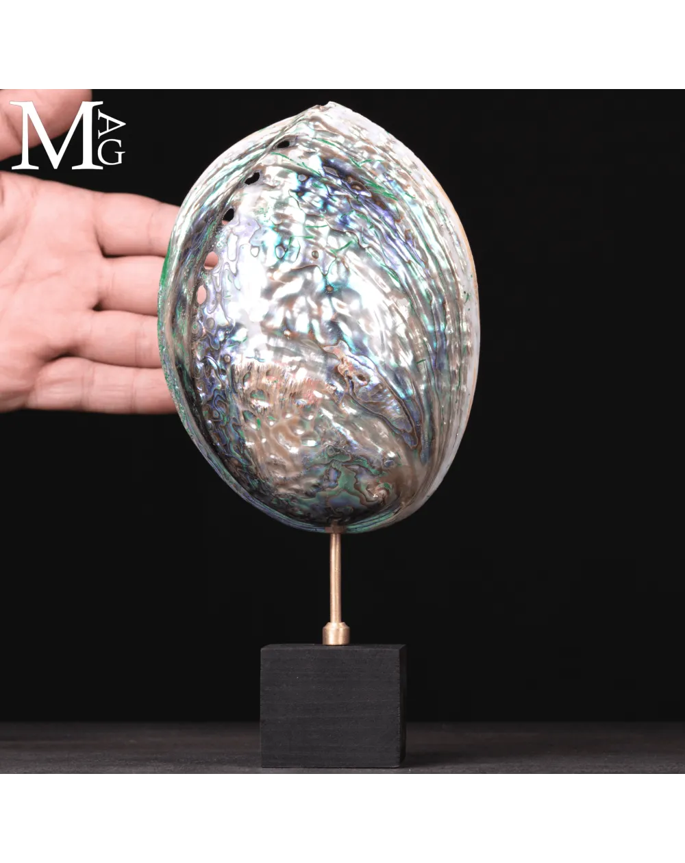 Haliotis Iris – Abalone della Nuova Zelanda.