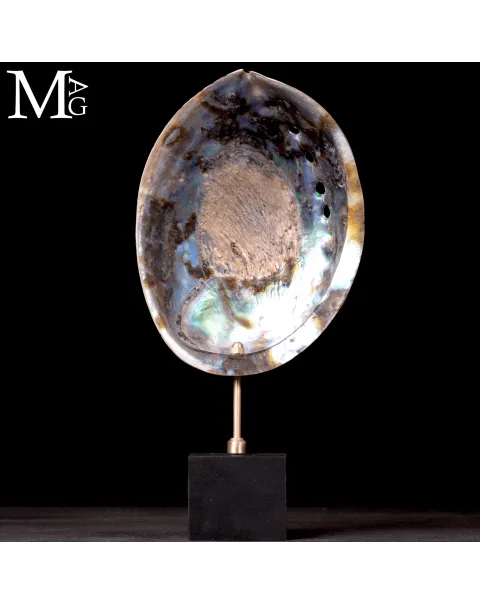 Haliotis Iris – Abalone della Nuova Zelanda.