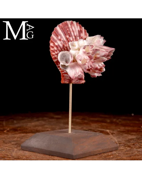 Pecten Gloriosa con Balani Naturali