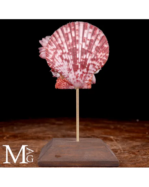 Pecten Gloriosa con Balani Naturali